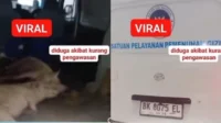 Nanik S Deyang Polisikan Pemilik Mobil Berlabel 'BGN' yang Angkut Hewan Babi