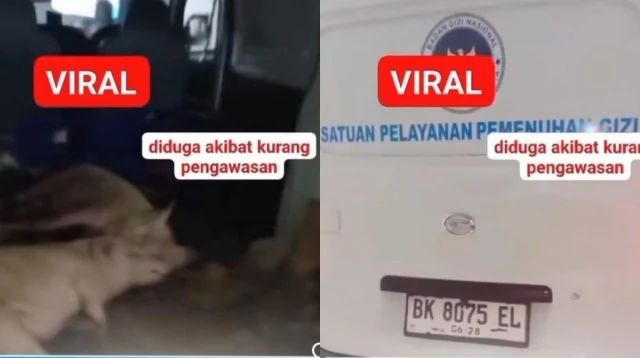 Nanik S Deyang Polisikan Pemilik Mobil Berlabel 'BGN' yang Angkut Hewan Babi