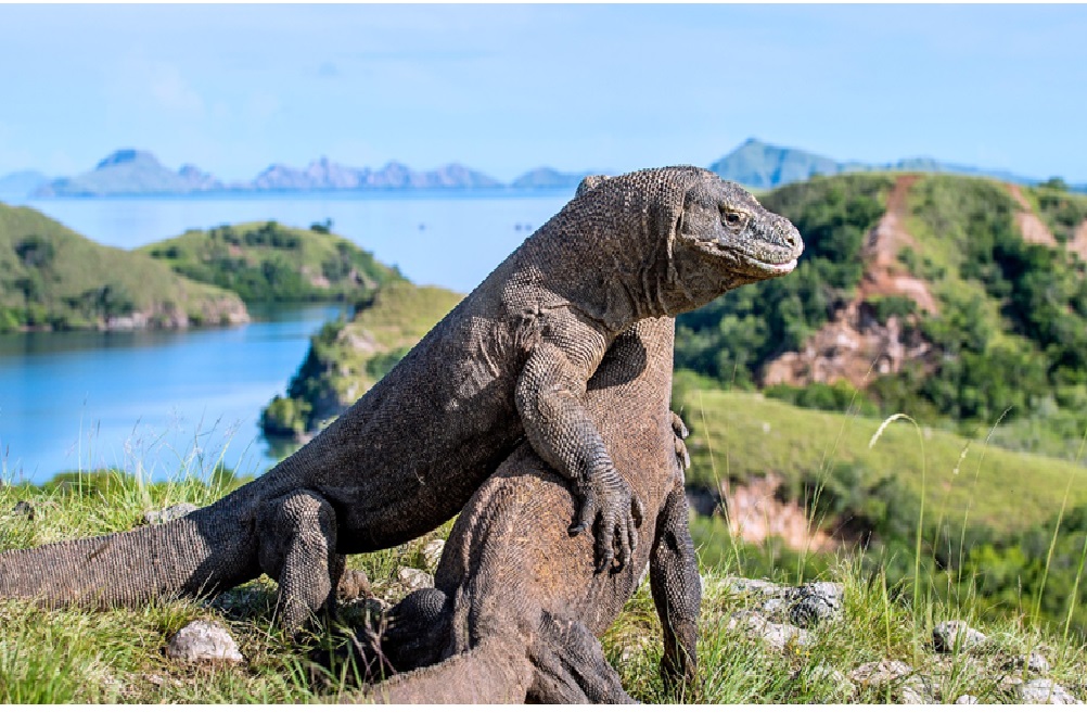 komodo-island