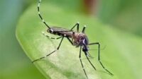 nyamuk-aedes-agepty