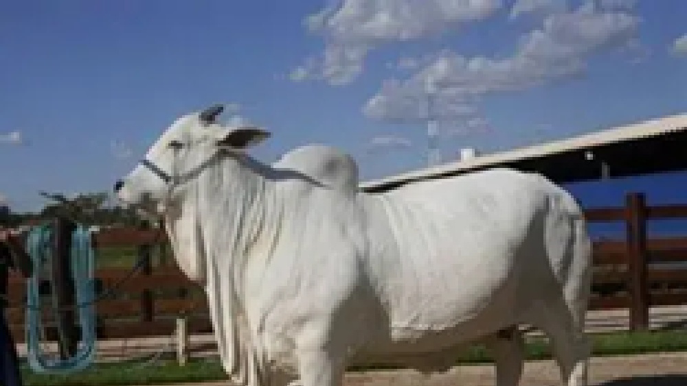 sapi-brasil