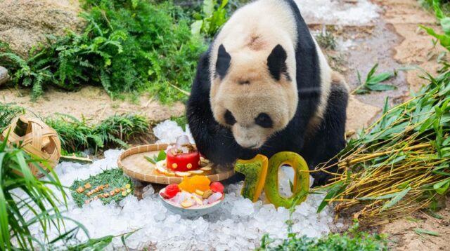So Sweet....! Panda Raksasa Kembar Nikmati Perayaan Ulang Tahun di Makau