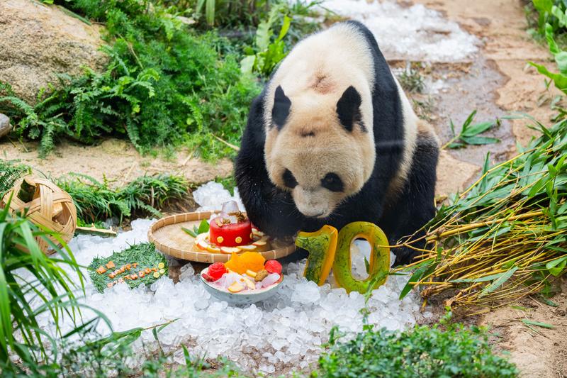 So Sweet....! Panda Raksasa Kembar Nikmati Perayaan Ulang Tahun di Makau